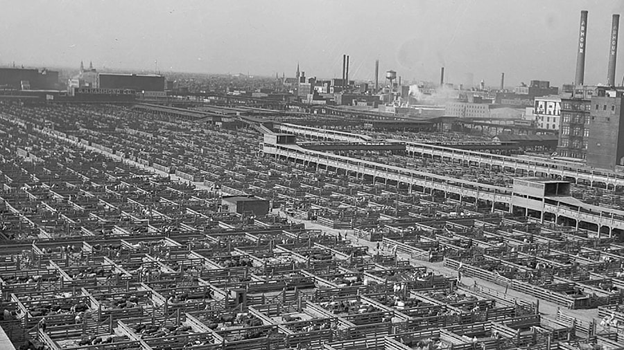 Chicago Stockyards 1941